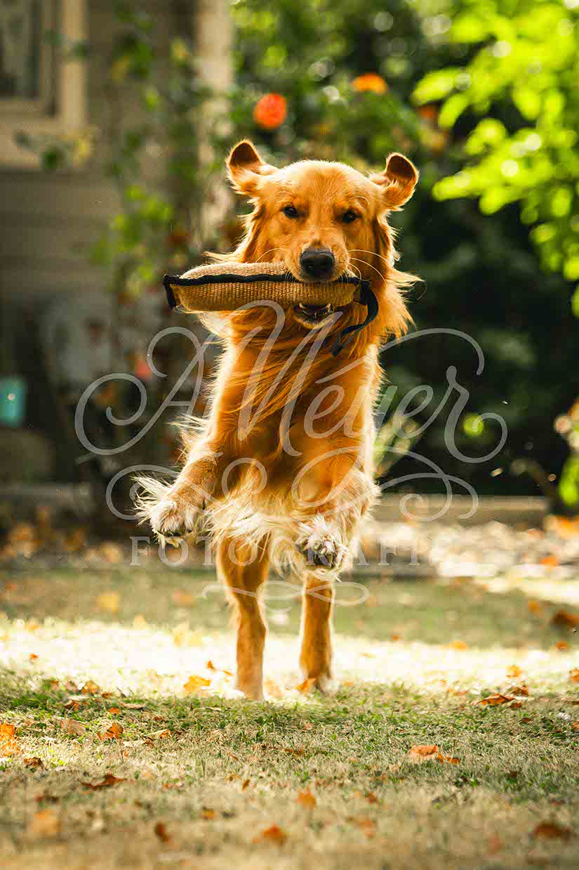 Milo